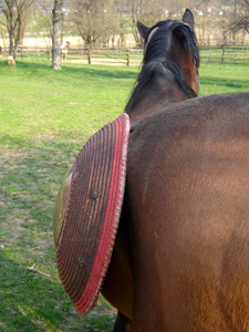 Kałkan zawieszony na boku konia rzemieniem zaczepionym w pobliżu krawędzi tarczy odstaje na dole i 'kłapie' w galopie.