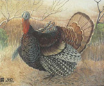 Indyk, wielkość 80x65cm.