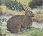 Królik, wielkość 40x33cm.