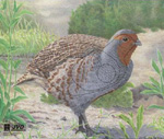 Kuropatwa, wielkość 33x27cm.