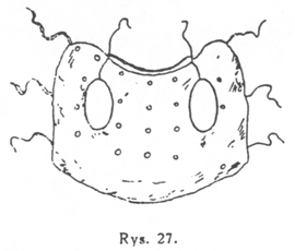 Rys. 27.