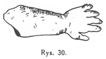 Rys. 30.